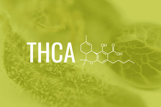 O que é THC-A?