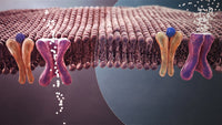 Banner do artigo